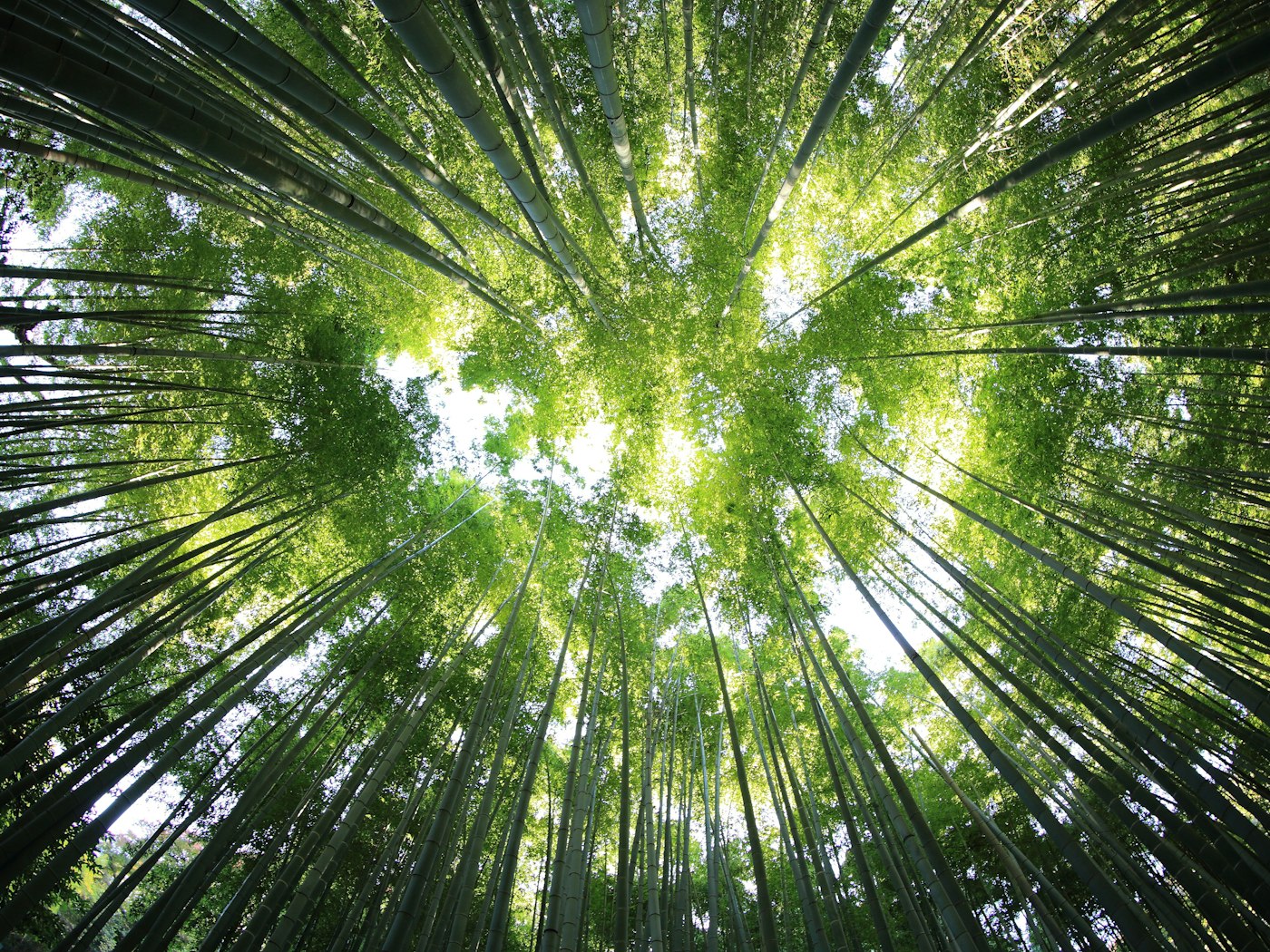 見上げた竹林の緑